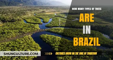 Exploring Brazil's Rich Biodiversity: Types of Trees in the Amazon