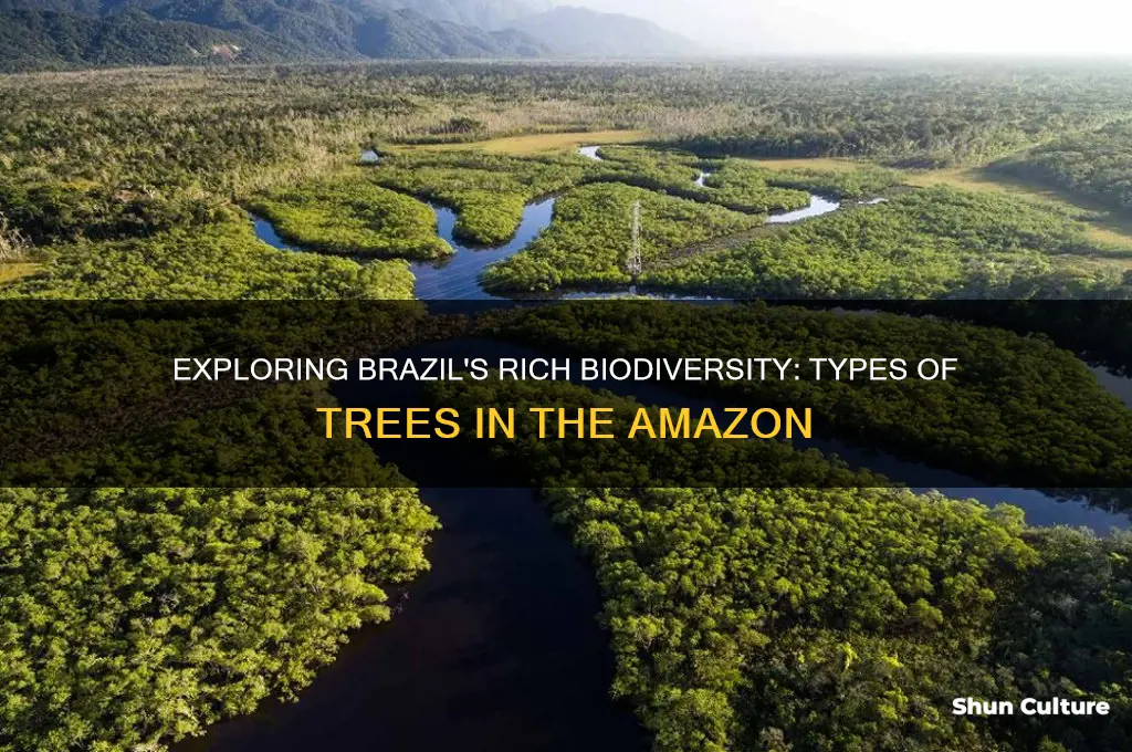 how many types of trees are in brazil
