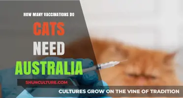 Essential Cat Vaccinations in Australia: A Complete Guide for Pet Owners