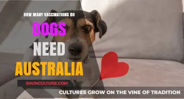 Essential Dog Vaccinations in Australia: A Complete Guide for Pet Owners