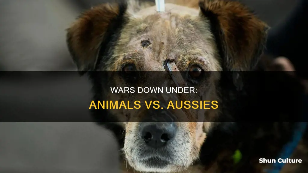 how many wars has australia lost to animals
