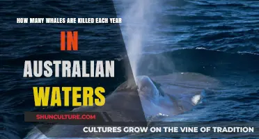 Whale Deaths in Australian Waters: Annual Toll and Conservation Efforts