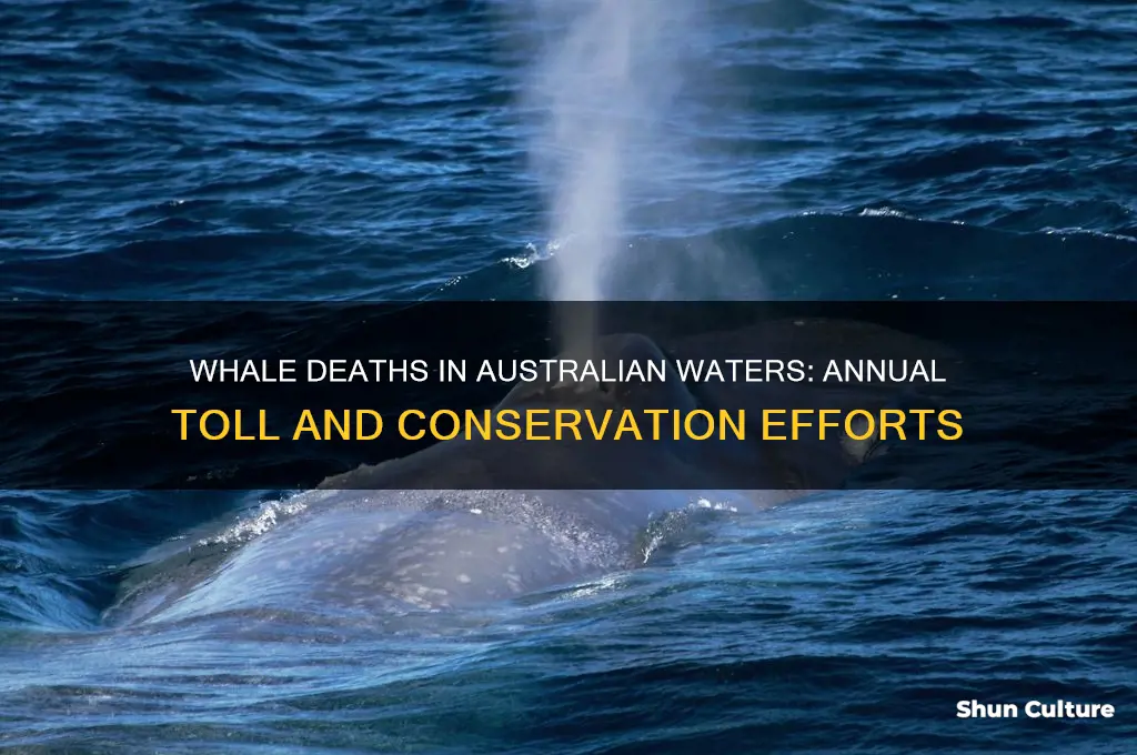 how many whales are killed each year in australian waters