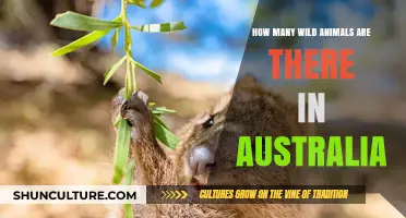 Wildlife in Australia: Exploring the Country's Rich Biodiversity