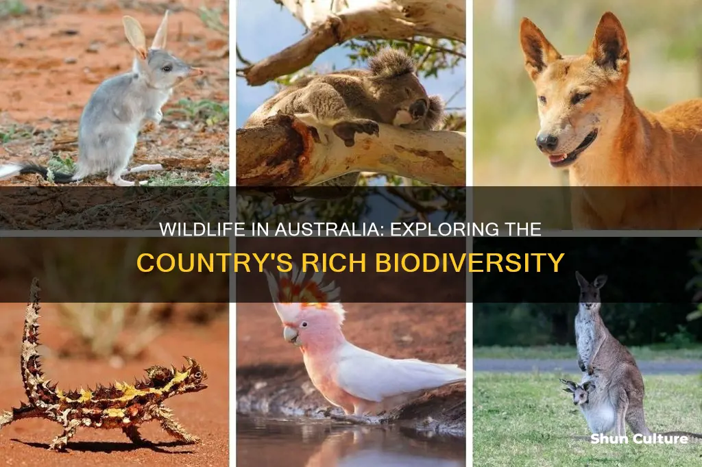 how many wild animals are there in australia