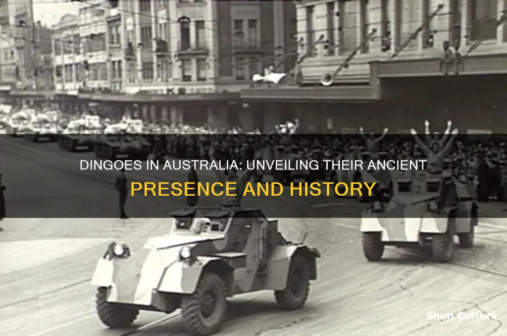 how many years have dingoes been in australia