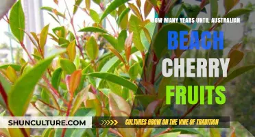Australian Beach Cherry Fruit Timeline: Years to Harvest Explained