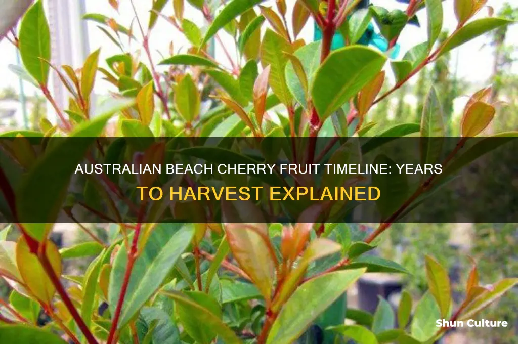 how many years until australian beach cherry fruits