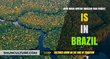 Exploring Brazil's Share of the Amazon Rainforest: Facts and Figures