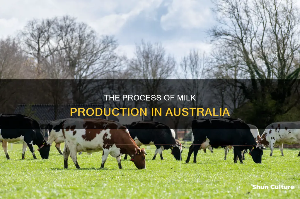 how milk is made australia