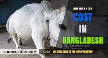 Understanding the Average Cost of Cows in Bangladesh Today