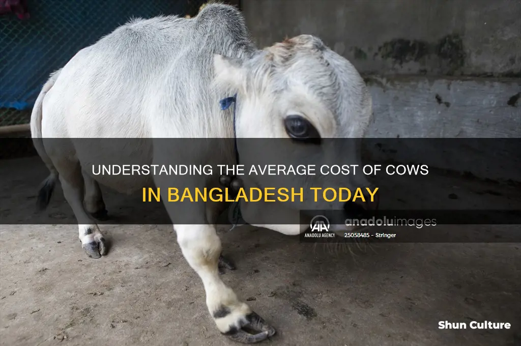 how much a cow cost in bangladesh