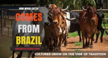 Brazil's Cattle Industry: Understanding Its Global Beef Production Impact