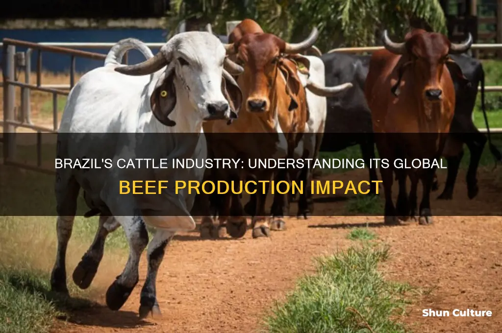 how much cattle comes from brazil