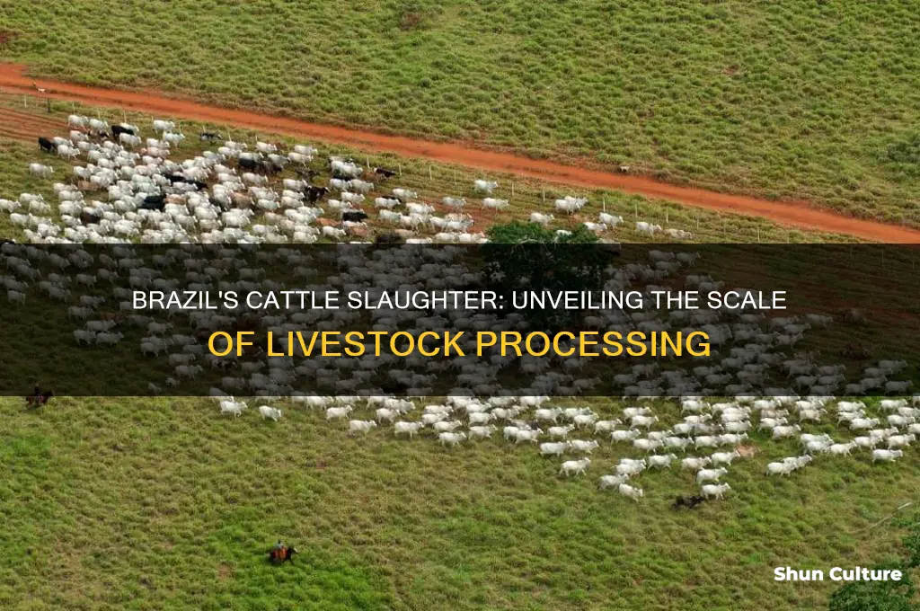 how much cattle does brazil kill