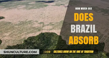 Brazil's Carbon Absorption: How Much CO2 Does the Amazon Capture?