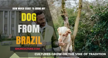 Bringing Your Dog from Brazil: Essential Costs and Tips