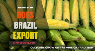 Brazil's Corn Exports: Unveiling the Global Trade Impact and Volume