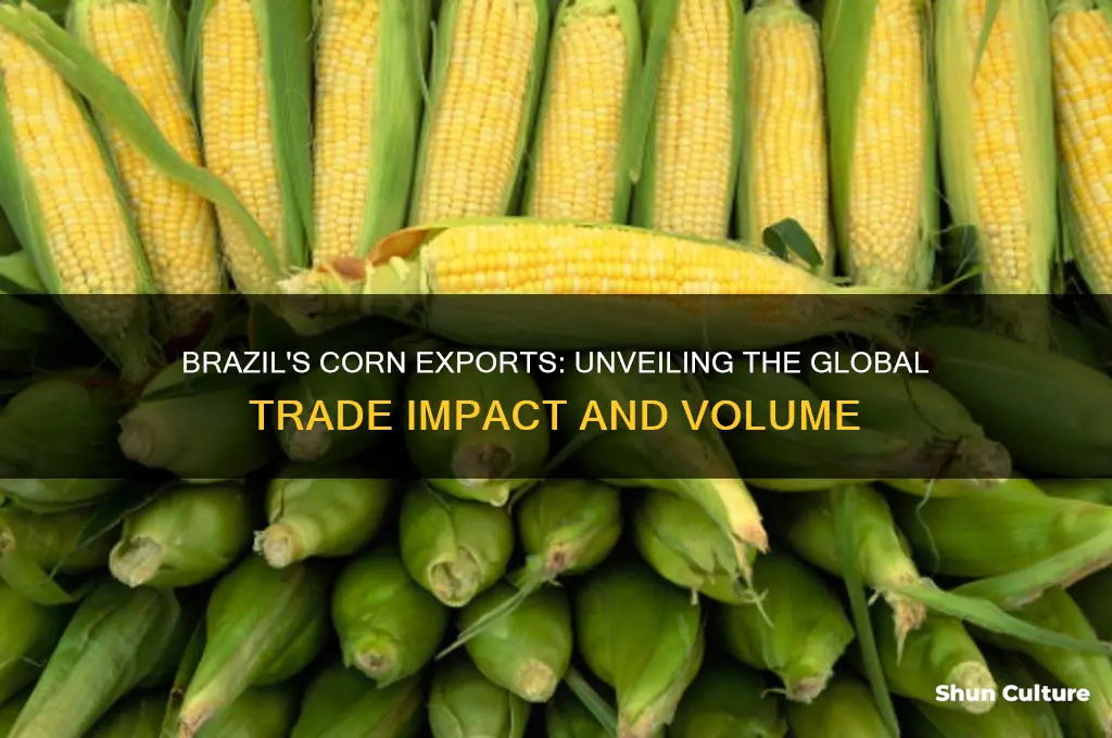 how much corn does brazil export