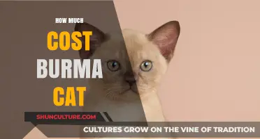 Exploring the Price Range of Burma Cats: A Comprehensive Guide