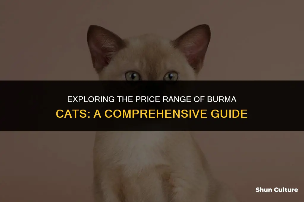 how much cost burma cat