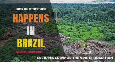 Brazil's Deforestation Crisis: Uncovering the Alarming Rate of Forest Loss