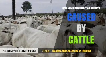 Cattle's Impact: Uncovering Brazil's Deforestation Crisis and Its Causes