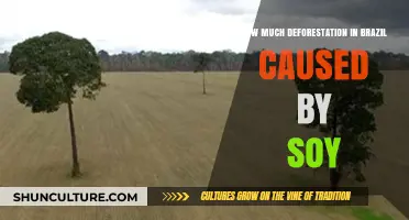 Brazil's Soy Industry: Uncovering Deforestation's Hidden Environmental Impact