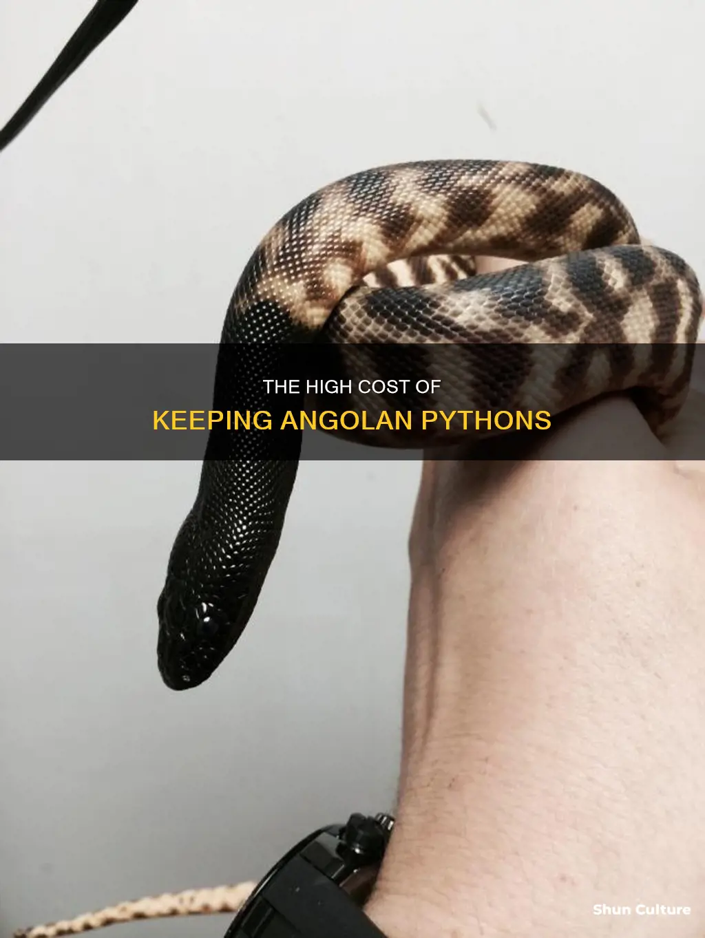 how much do angolan python cost