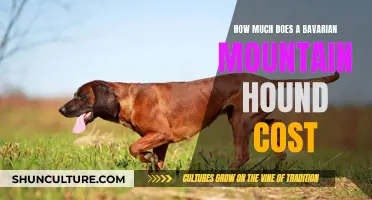 Bavarian Mountain Hound: Price and Cost Analysis