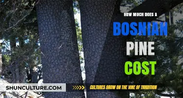 Bosnian Pine Price Guide: Cost Factors and Buying Tips