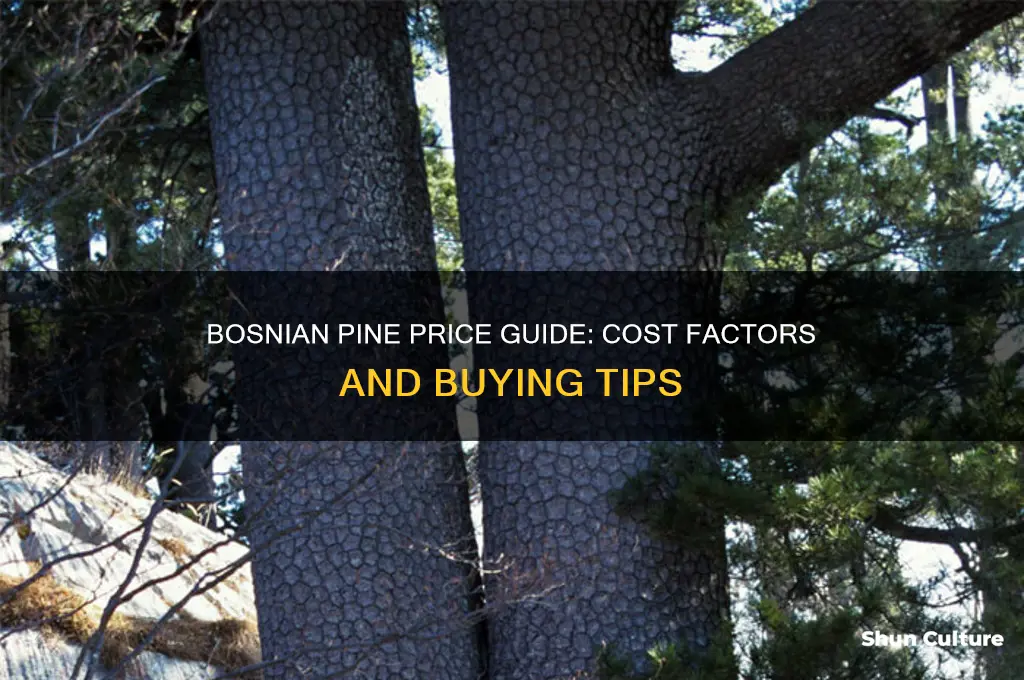 how much does a bosnian pine cost