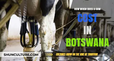 Understanding the Cost of Purchasing a Cow in Botswana Today