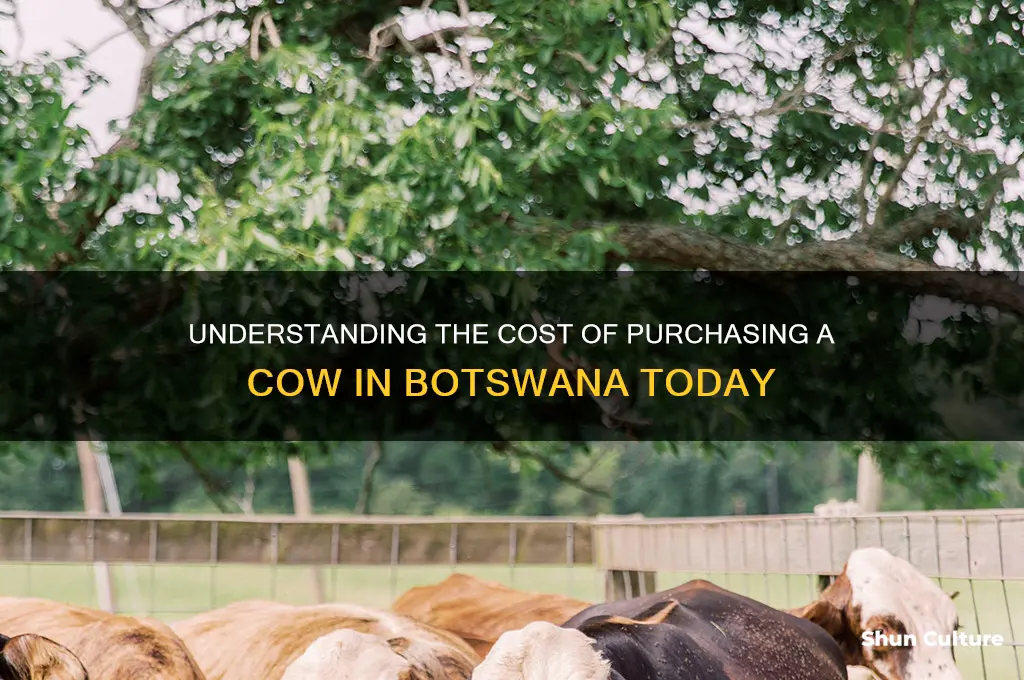 how much does a cow cost in botswana