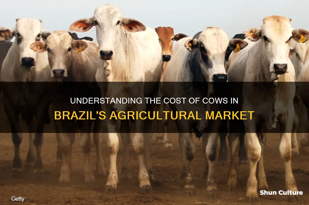how much does a cow cost in brazil