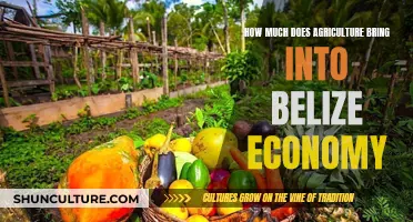 Agriculture's Impact on Belize's Economy