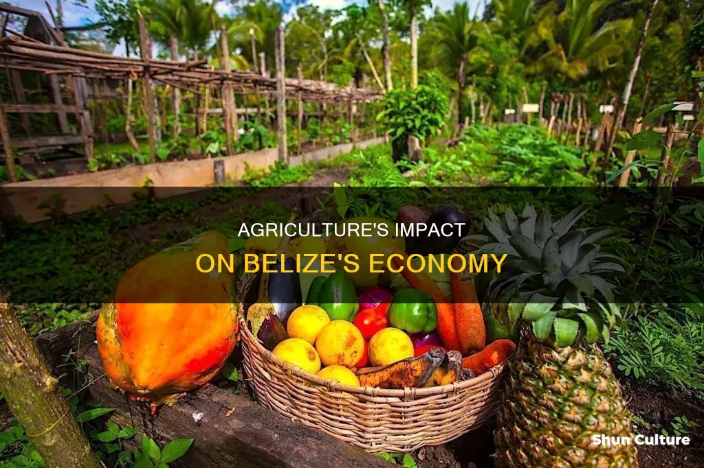 how much does agriculture bring into belize economy