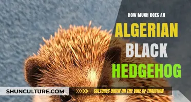 Algerian Black Hedgehog Cost: Pricing and Ownership Expenses Explained