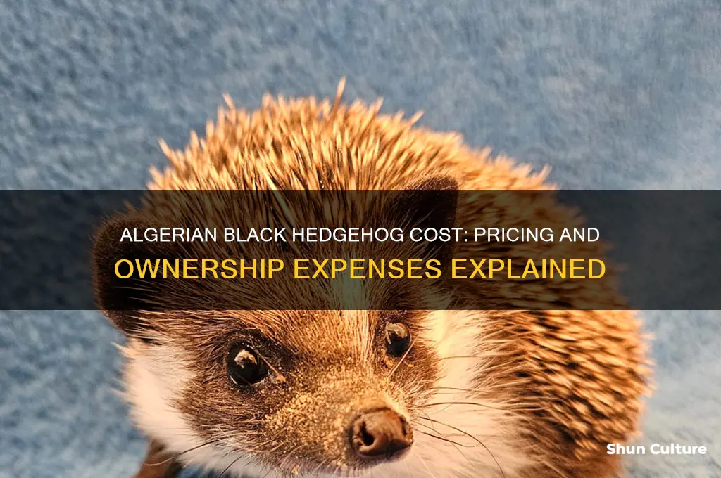 how much does an algerian black hedgehog