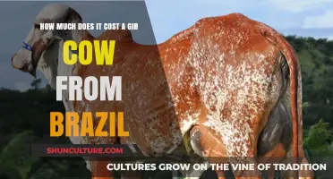 Gir Cow Cost in Brazil: What Buyers Should Expect