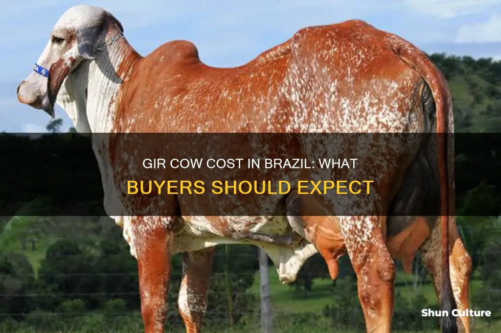 how much does it cost a gir cow from brazil