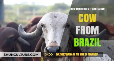 Understanding the Cost of Importing a Brazilian Gyr Cow
