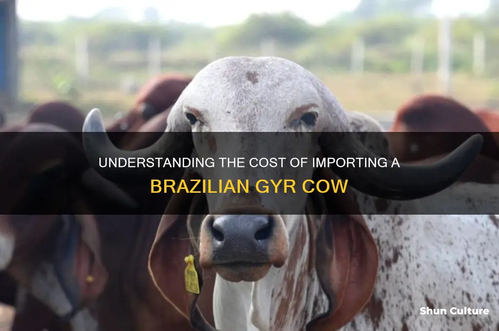 how much does it cost a gyr cow from brazil