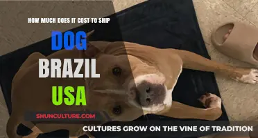 Shipping Your Dog from Brazil to USA: Cost Breakdown & Tips
