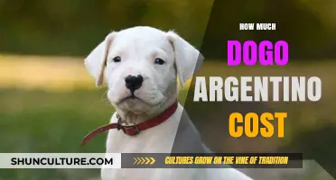 Exploring the Price Range of Dogo Argentino Puppies