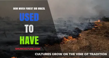 Brazil's Historical Forest Cover: A Look at Past Deforestation Trends