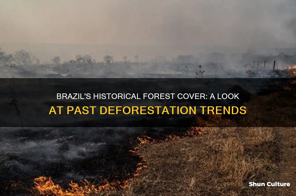 how much forest did brazil used to have