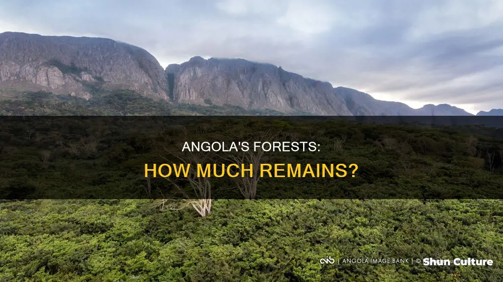 how much forest in angola