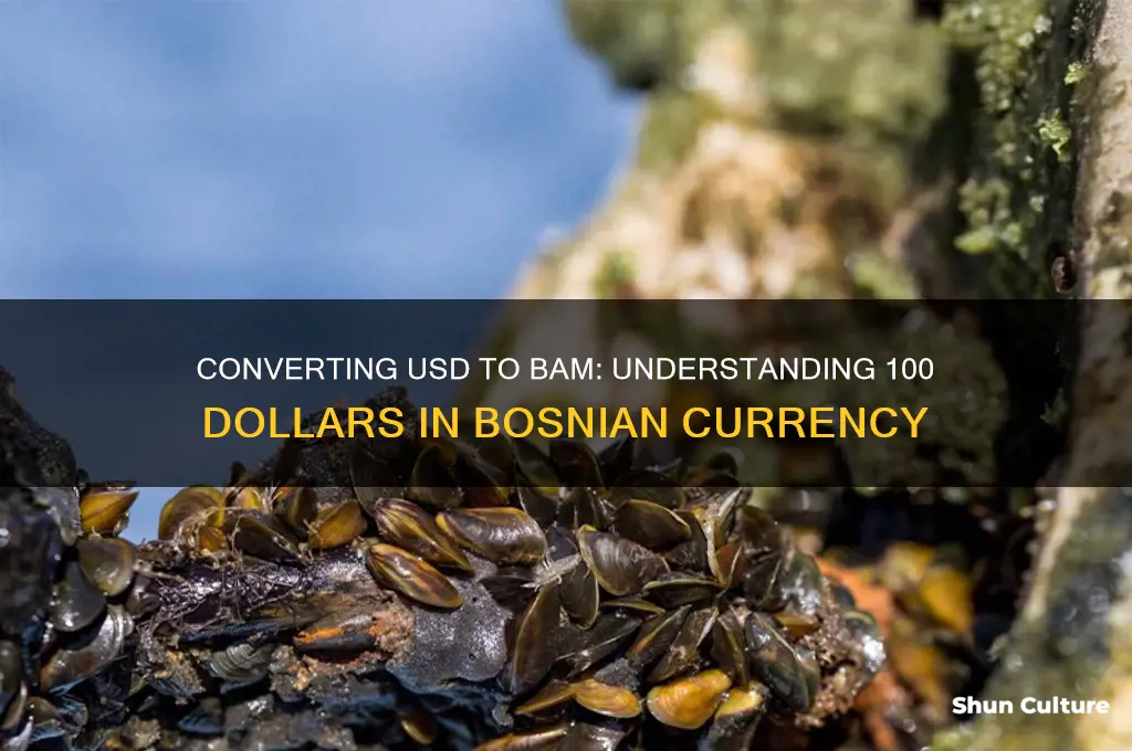how much is 100 dollars in bosnian money