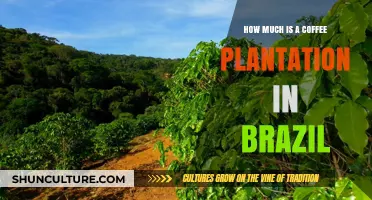 Investing in Brazil's Coffee Plantations: Costs and Considerations Revealed